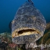 grouper_goliath_gg_jar_h_0331_cub3029.jpg